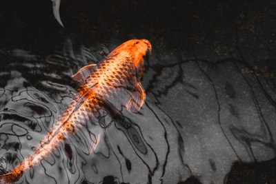 The water orange carp
